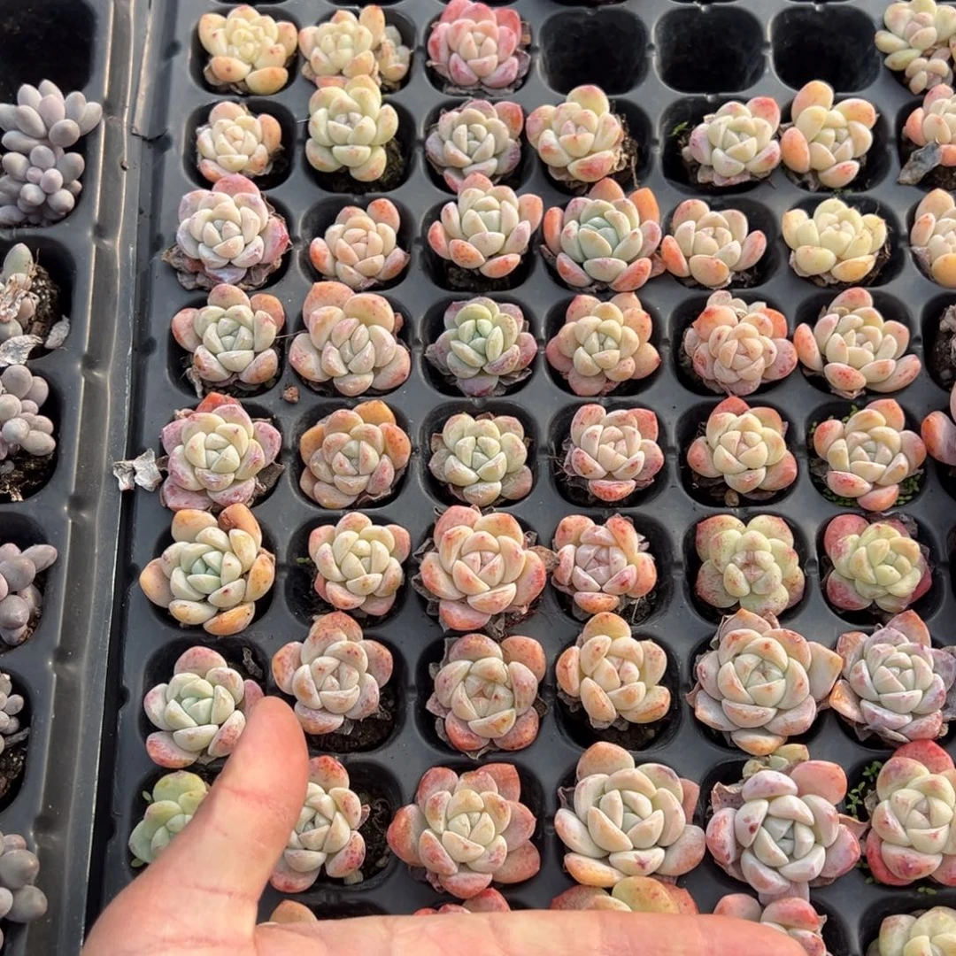 雪媚娘105颗2.5cm 量拍多肉满20元包邮下午发货