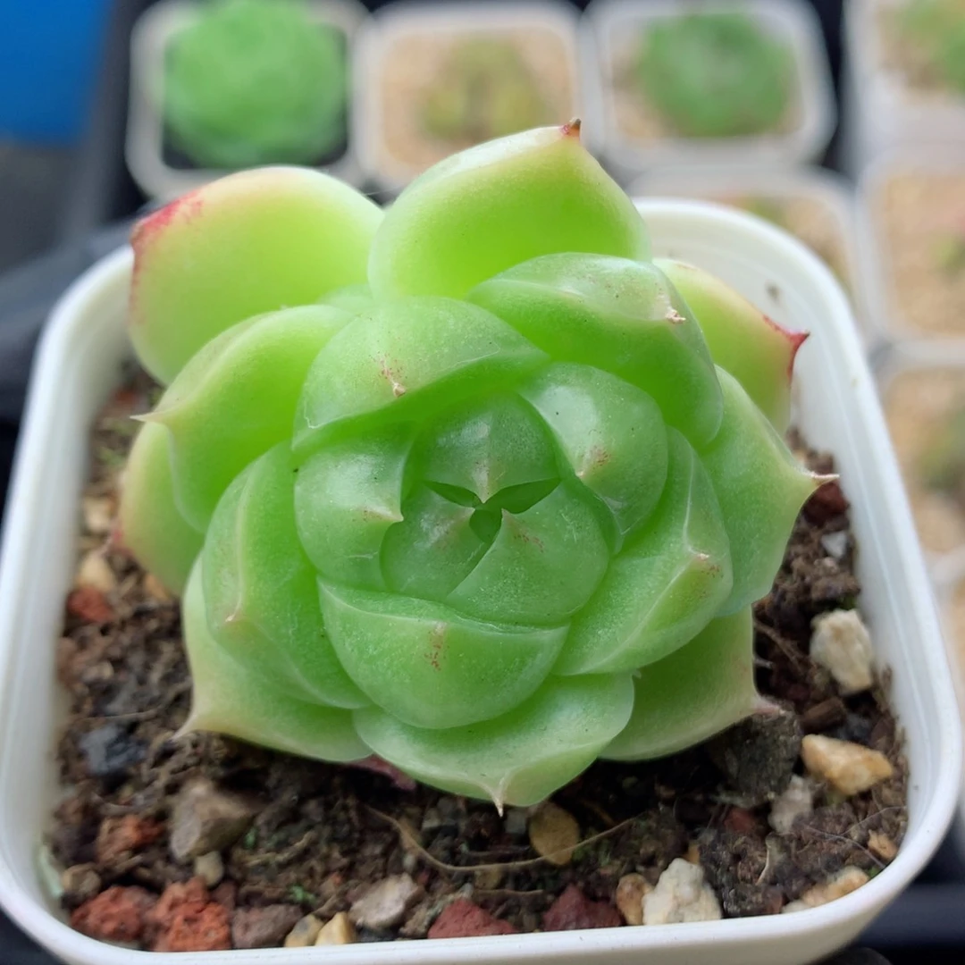 58包邮  群生不包整麦秆23