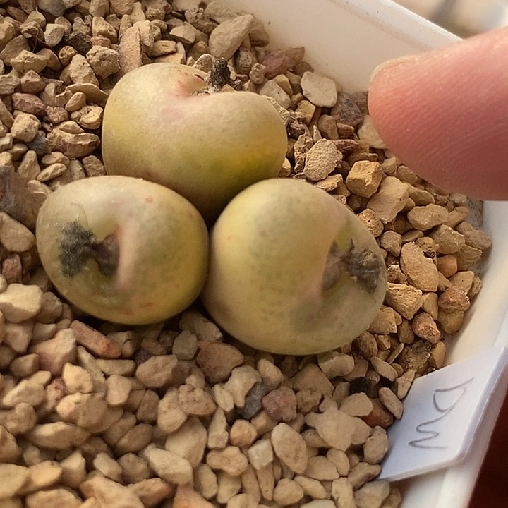 16575吕氏母本一颗