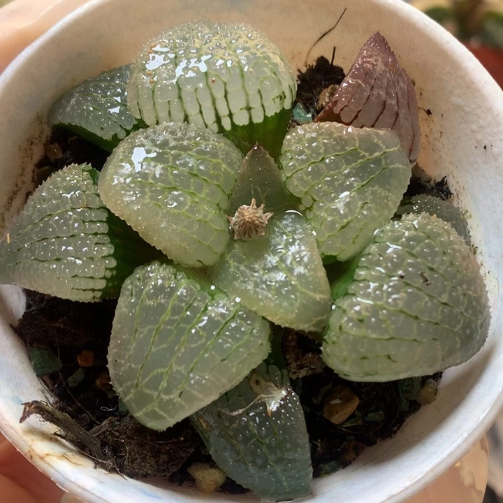 天空之镜带盆土发货