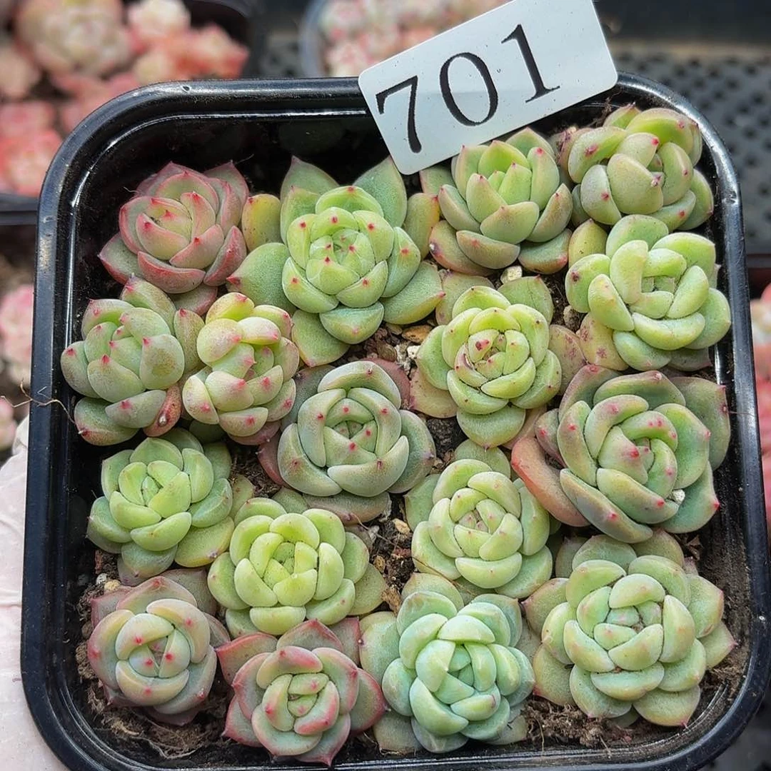 多肉植物多肉植物701