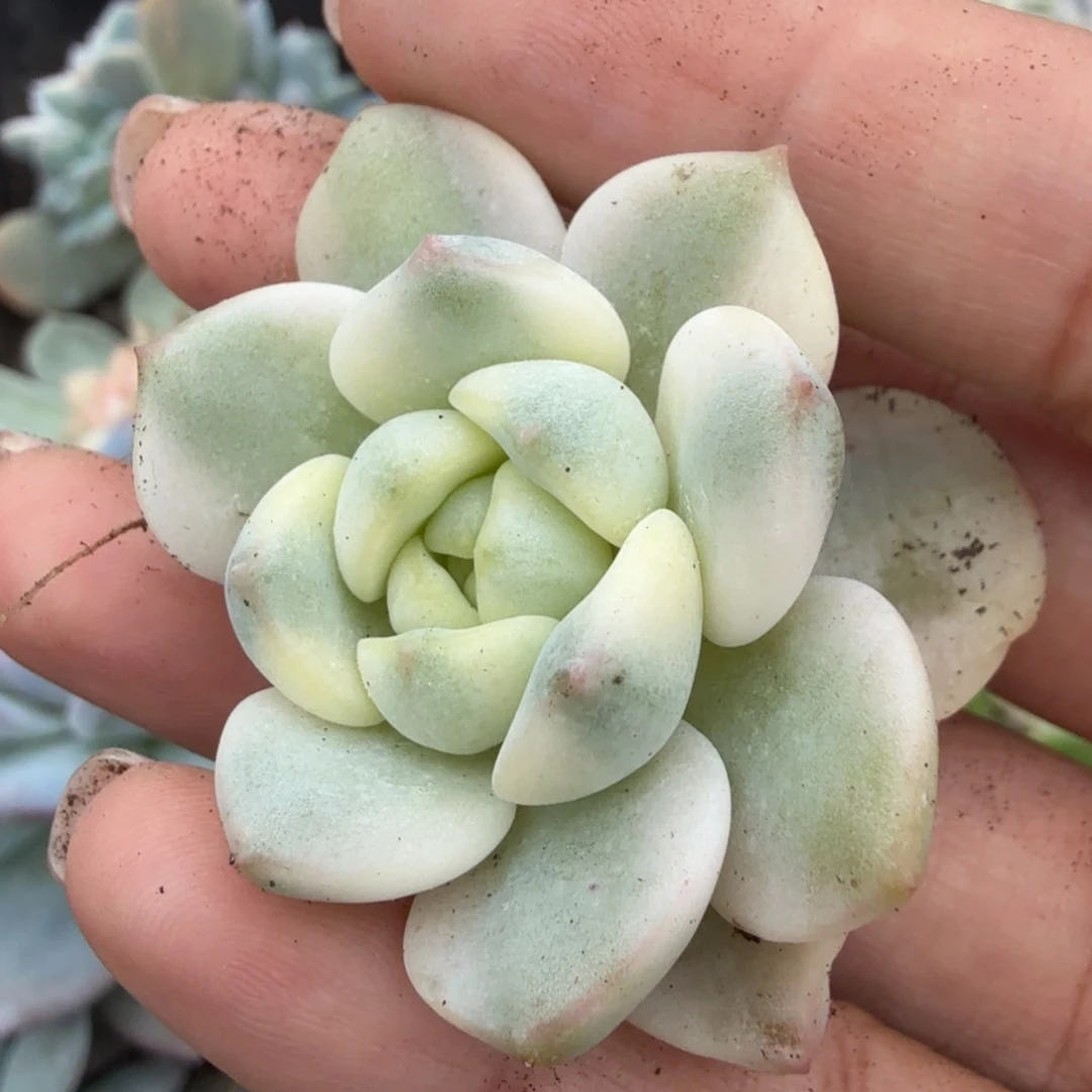 香草锦大锦边腹欧你锦