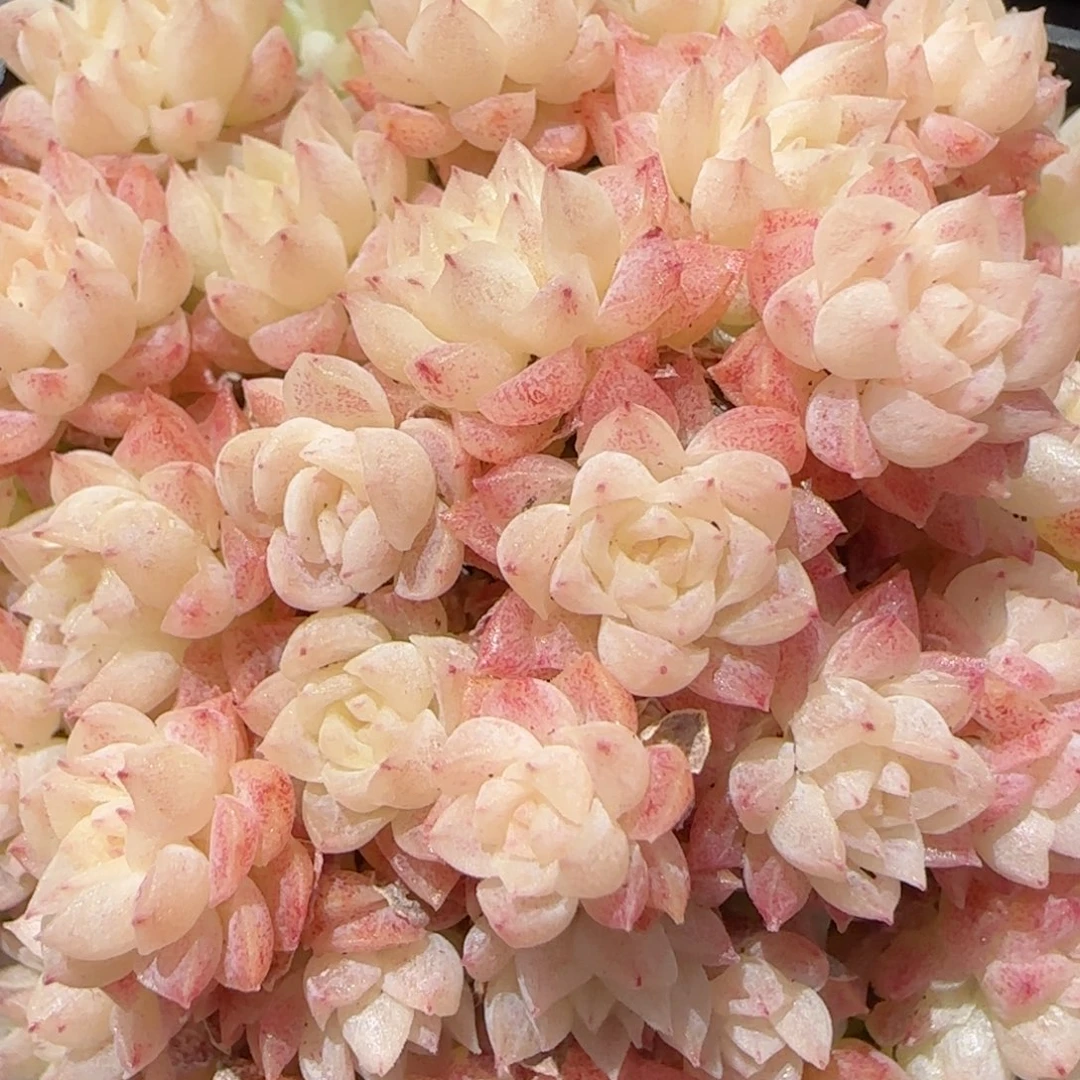 花语逸镜0226-185散