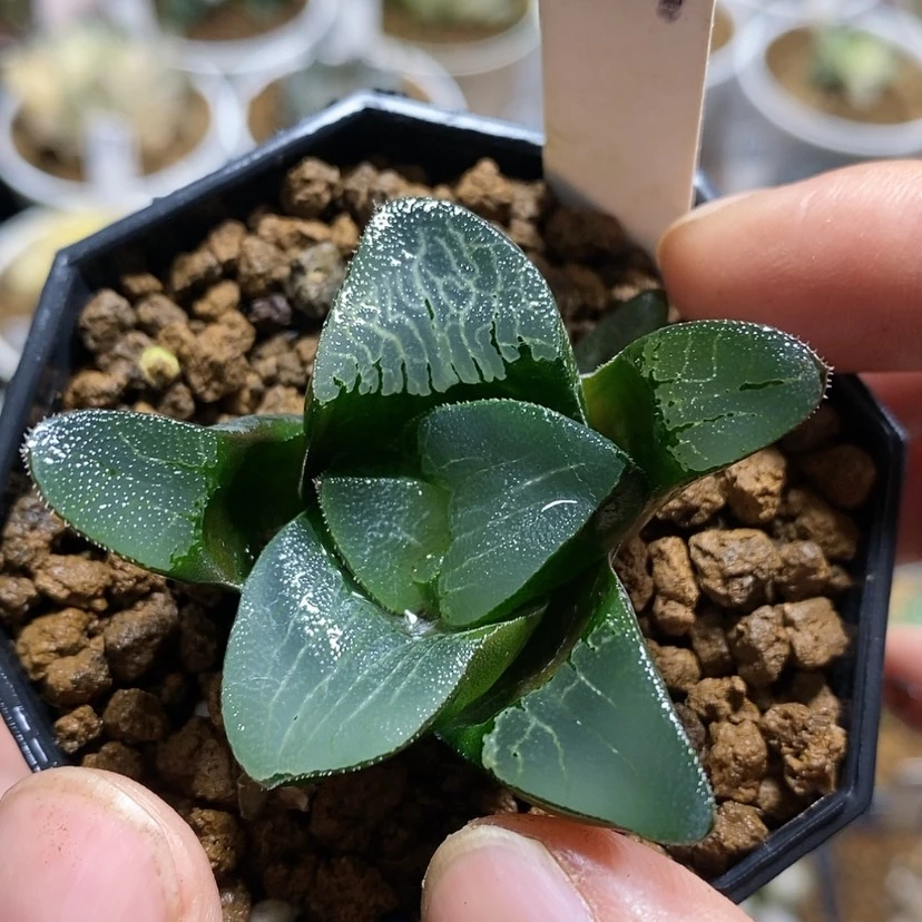 【闪购商品】147实生