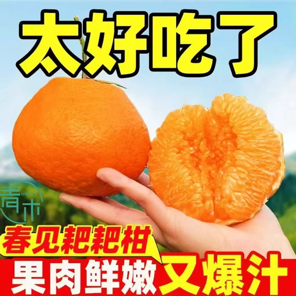奴风【四川正宗春见耙耙柑】XF-新鲜水果带枝带叶采摘香甜耙耙柑ah