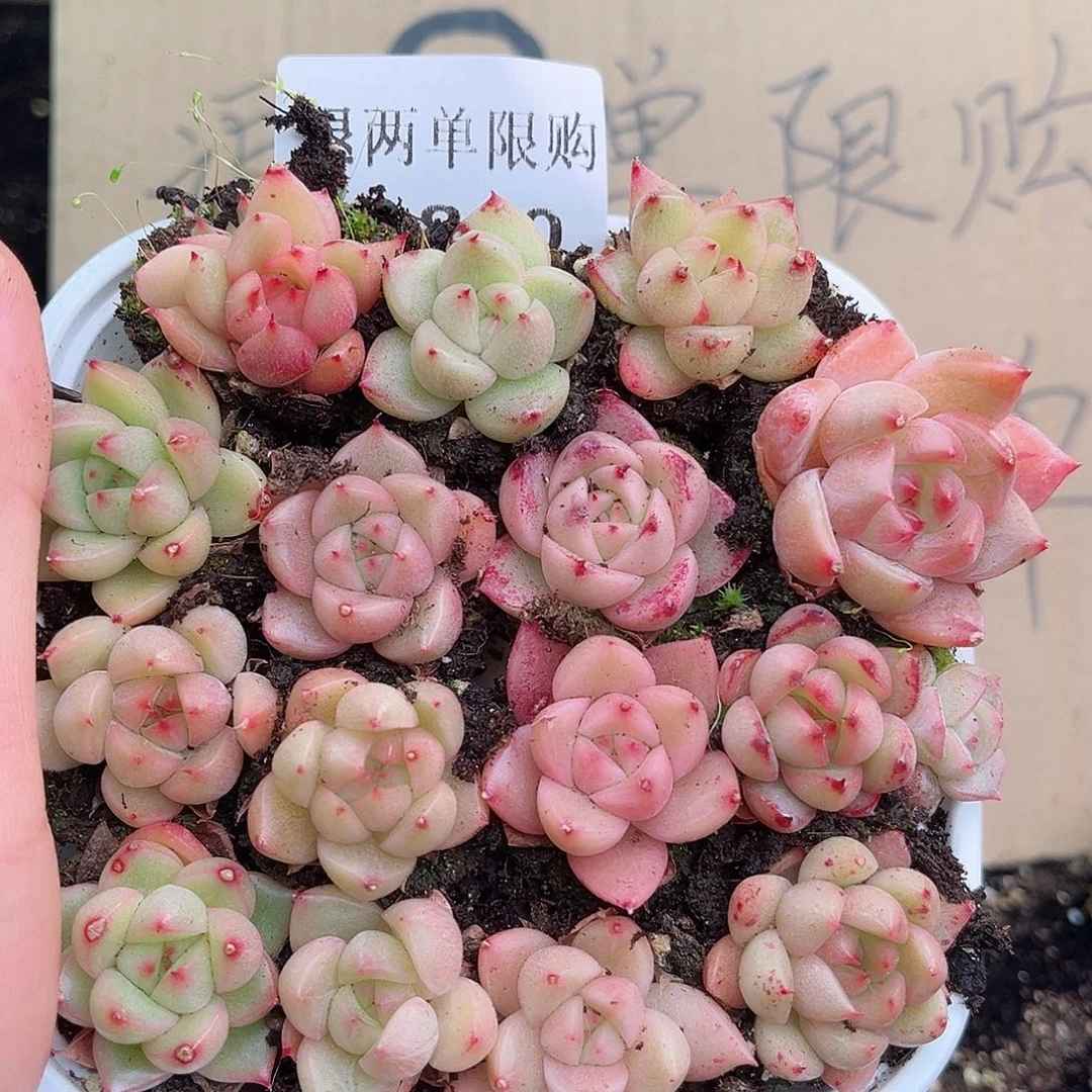 1-800 新疆西藏内蒙不发12.8包邮2-3公分多肉