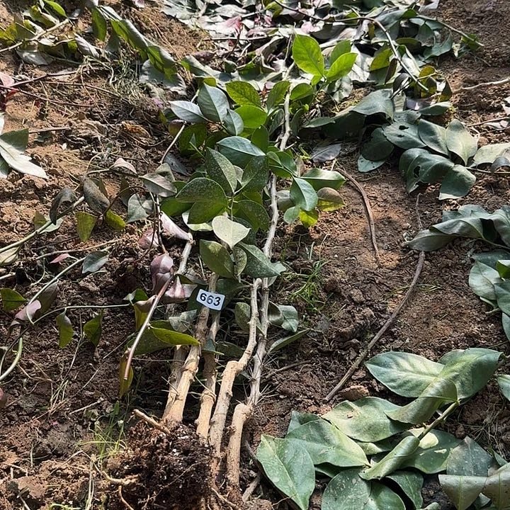 开***姐663嫁接蟹爪兰：叶仙杆5颗