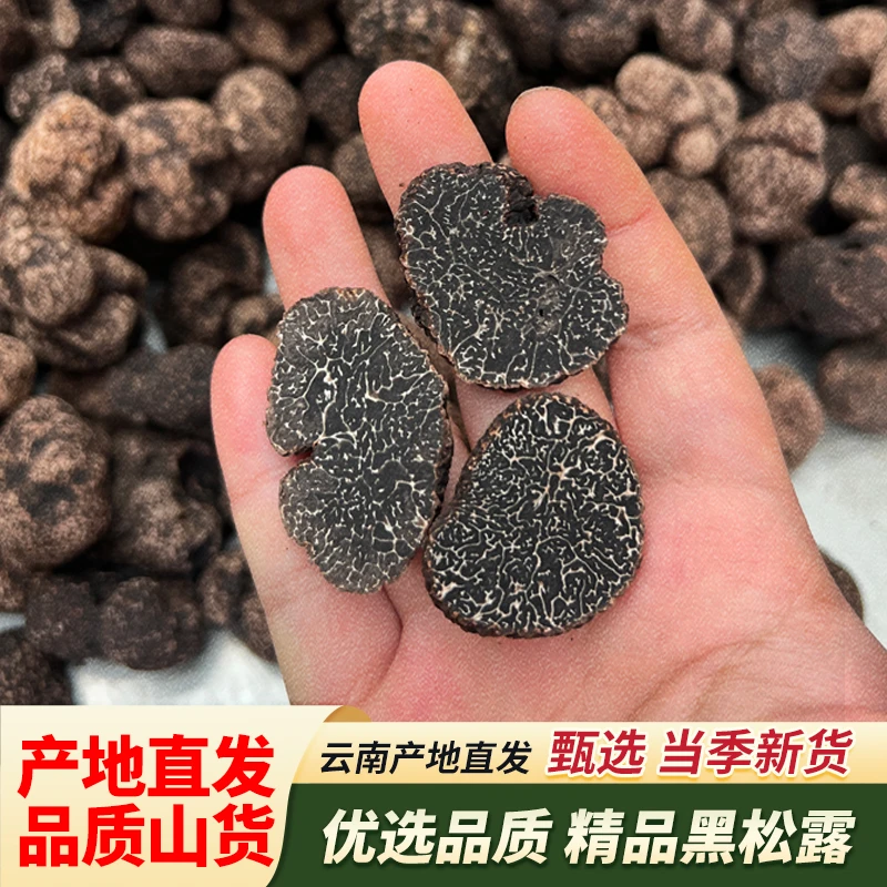 云南山货精品新鲜黑松露 顺丰冷链