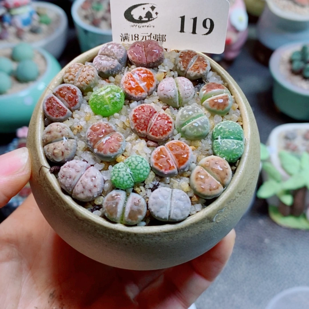 生石花花花花花花花119