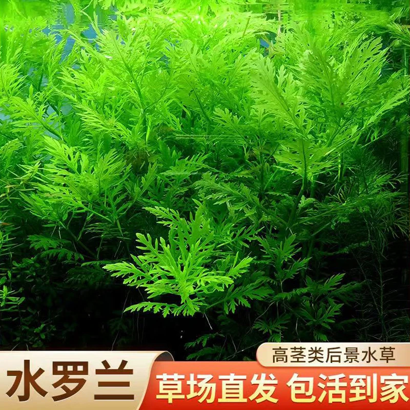 好养无需二氧化碳水罗兰大坨带底座鱼缸造景水族箱前景水草