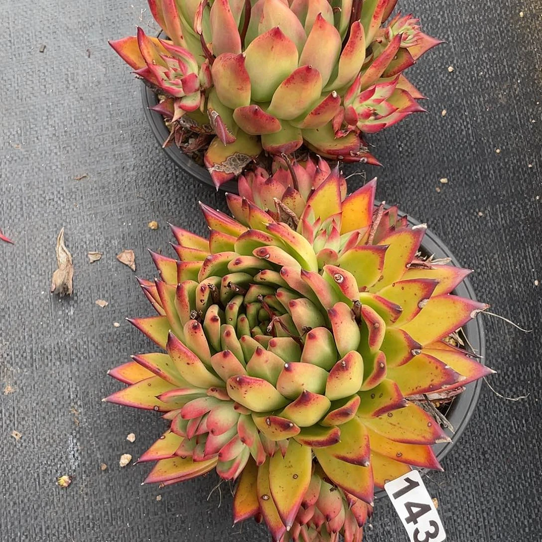 若如东云组拍143