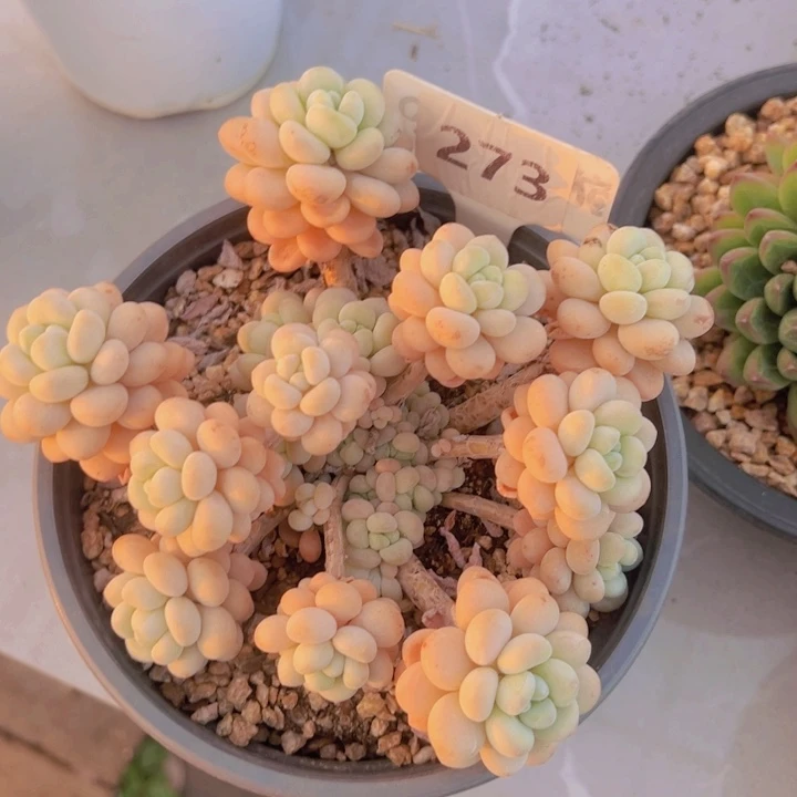 健健康康平平安安