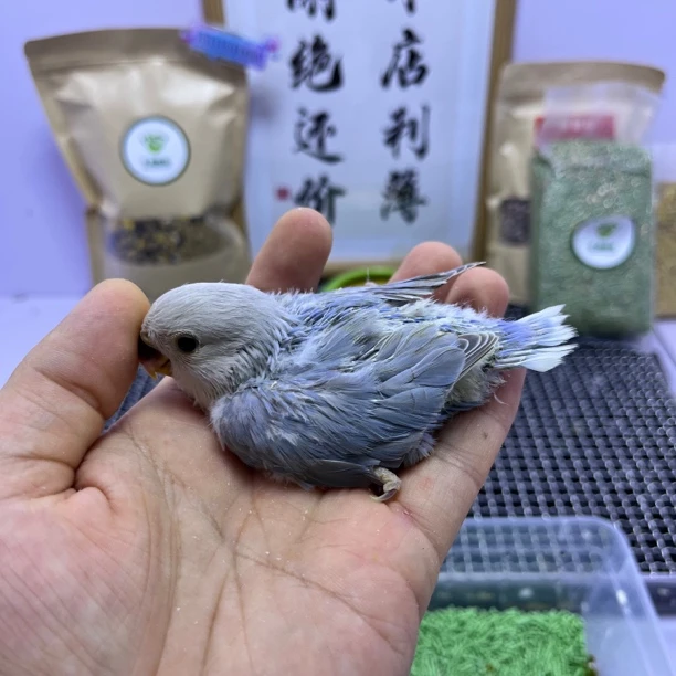 牡丹鹦鹉-精品蓝熏母F60915