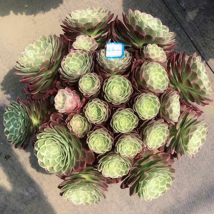 138桃美人多肉法师