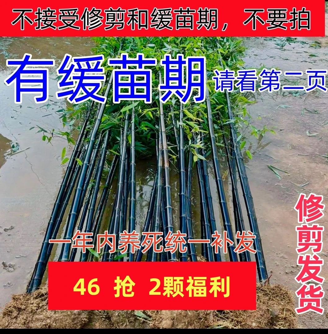【46抢2颗福利】邮费补拍 缺多少拍多少 鲜花花卉绿植