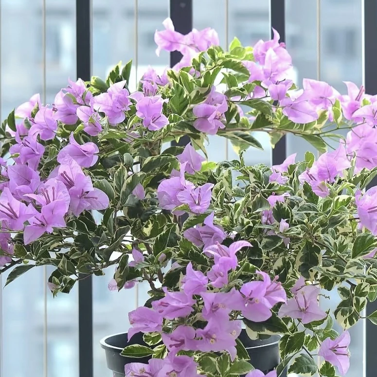 银边水仙紫·花叶淡紫色伊娃系列三角梅爬藤