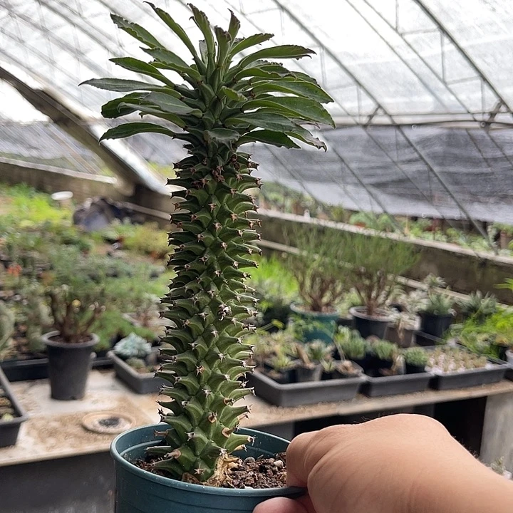 无花朵紫纹龙仙人柱