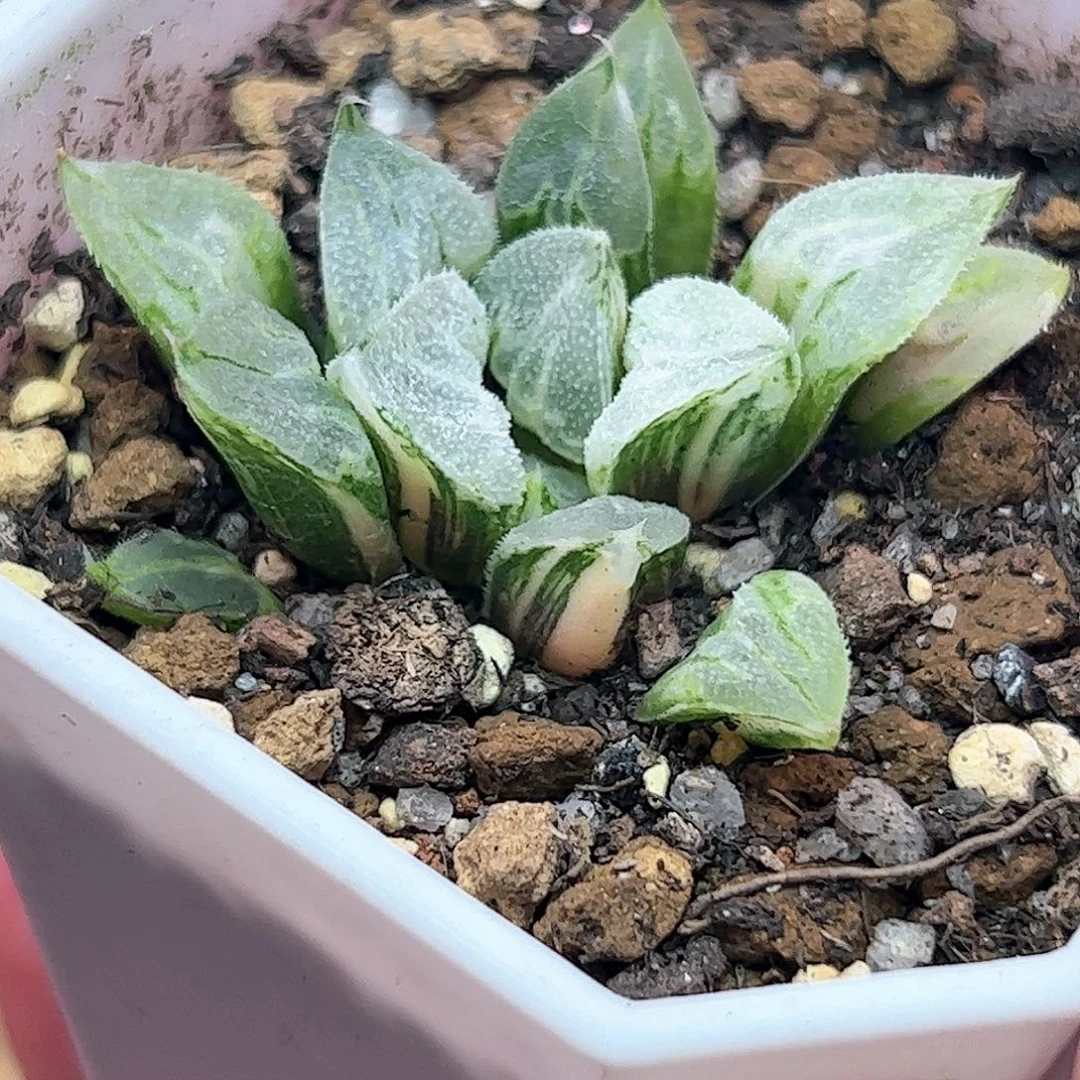 爱心寿锦十二卷多肉