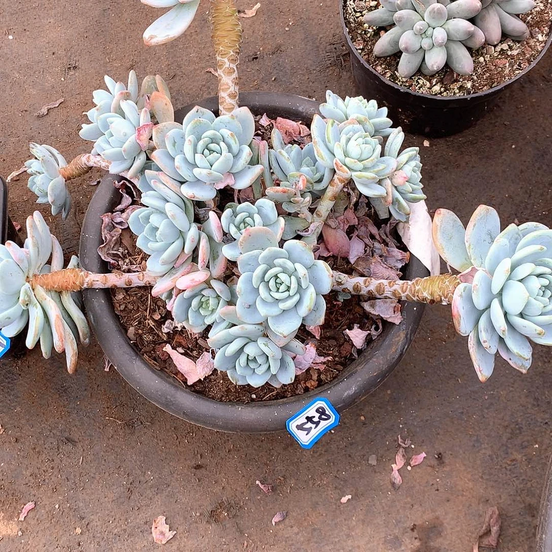 558冷香 一物一拍多肉