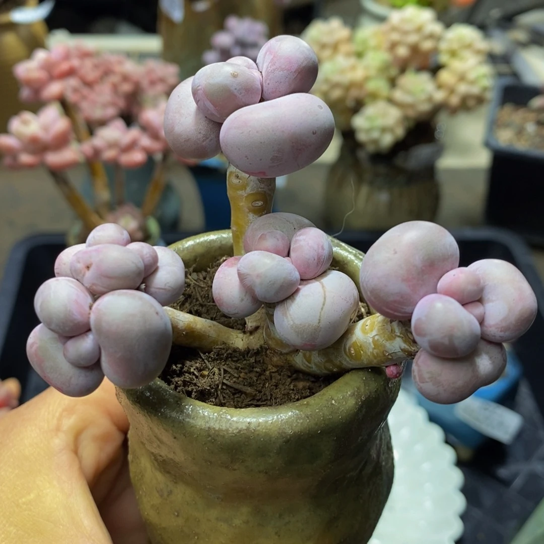 150 芭比奶酪烟美人7 厘米