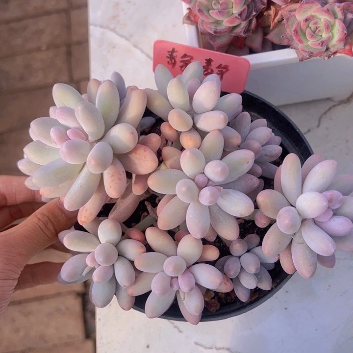 健健康康平平安安