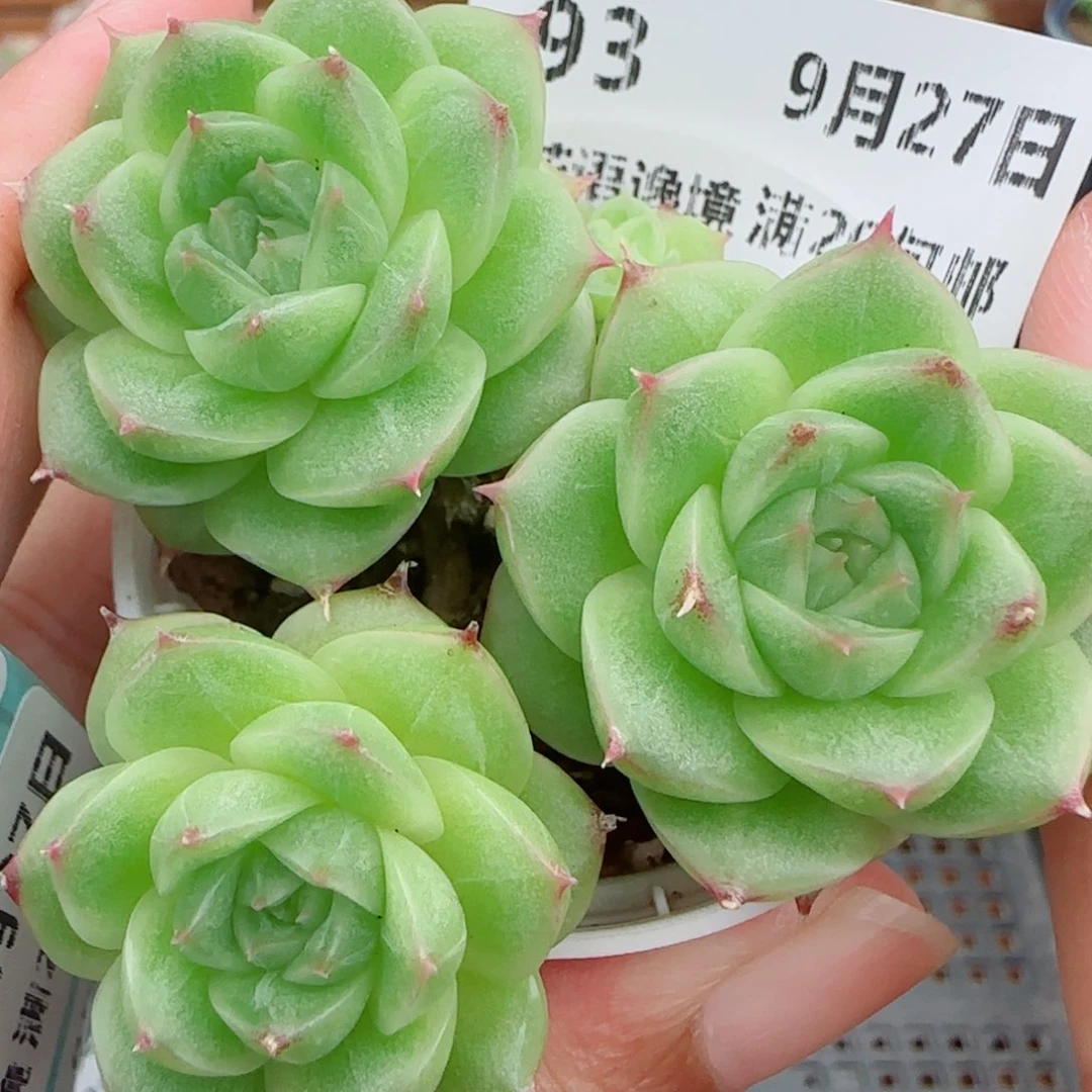 花语逸镜0927-93整