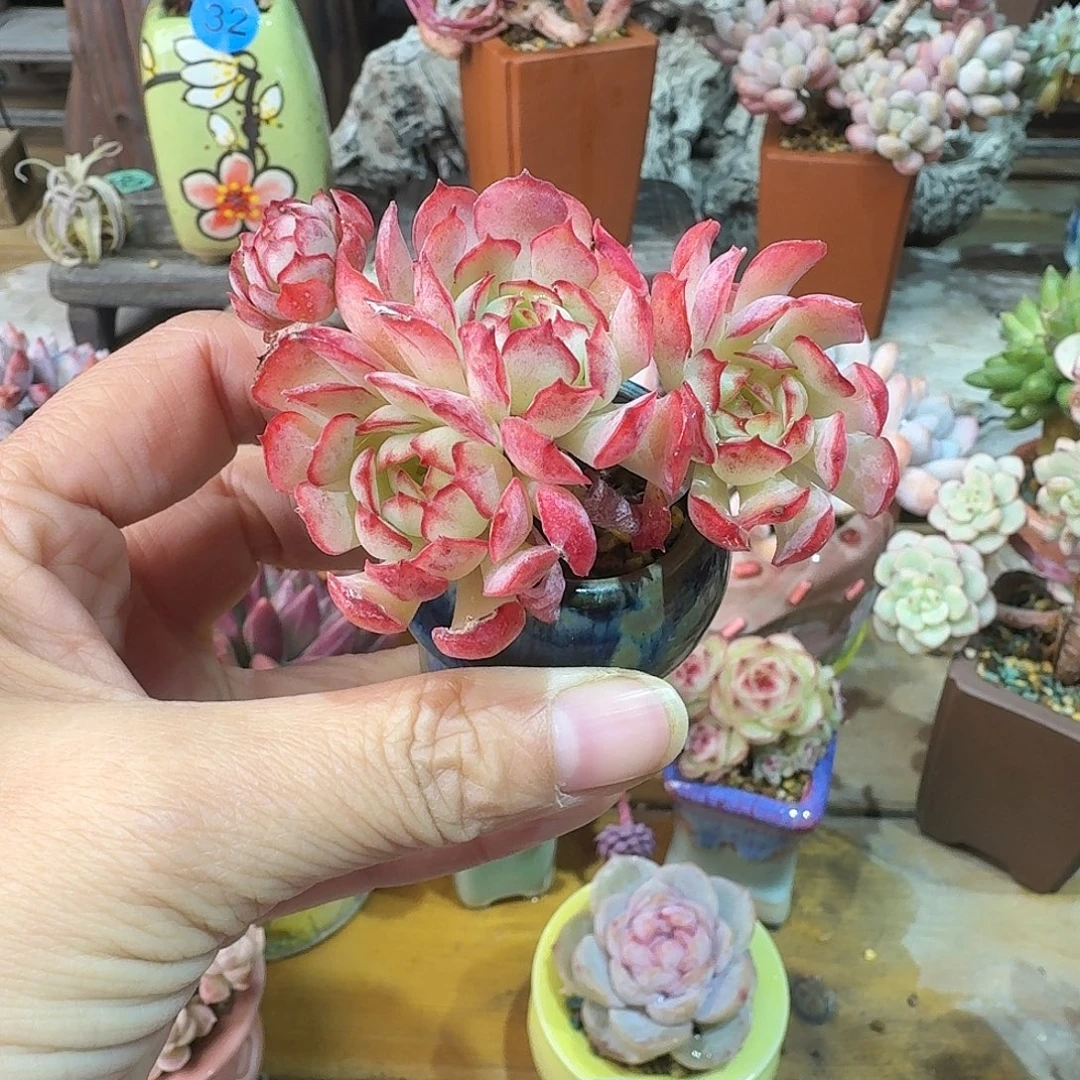 小草莓 多肉含盆土 一物一拍