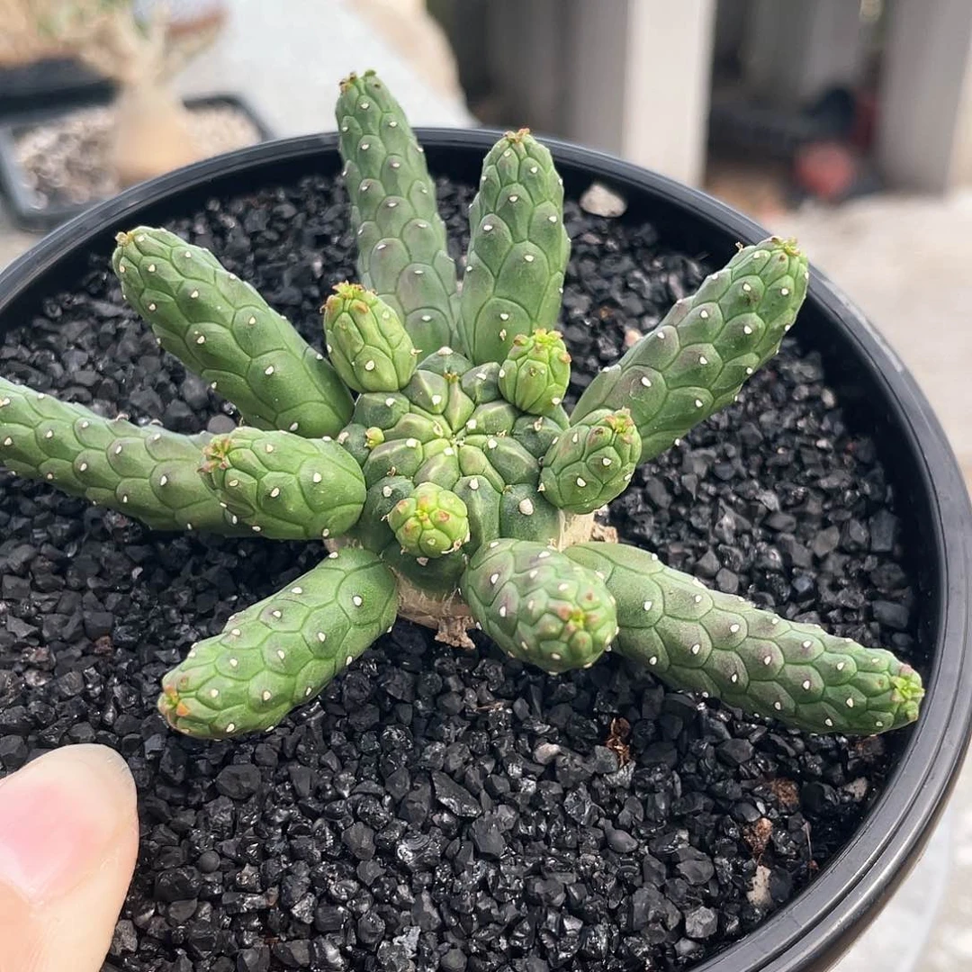 66666666666666666666