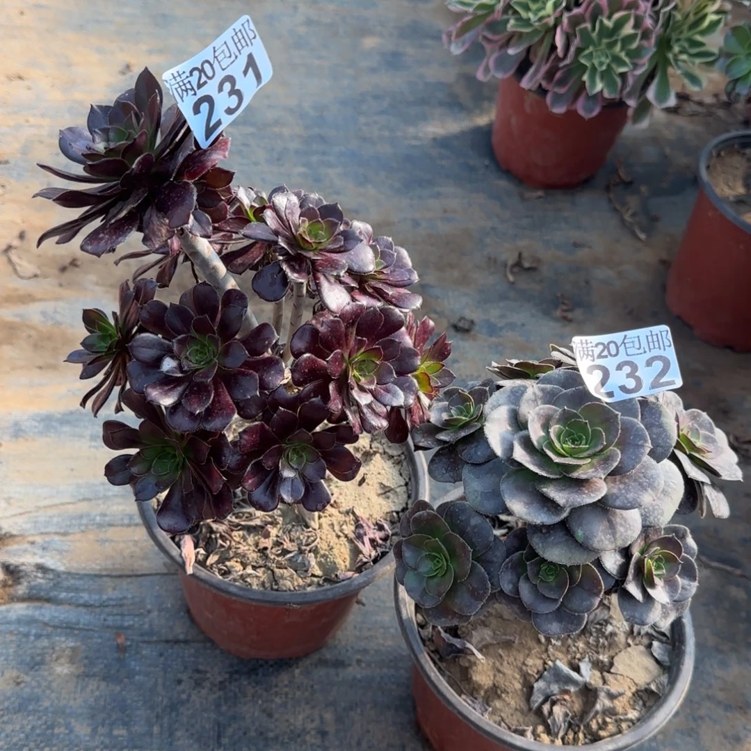 多肉231+232满20包邮断枝不包