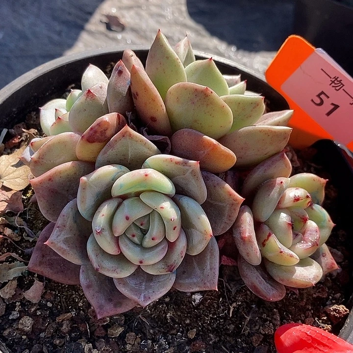 51一物一拍不退不换