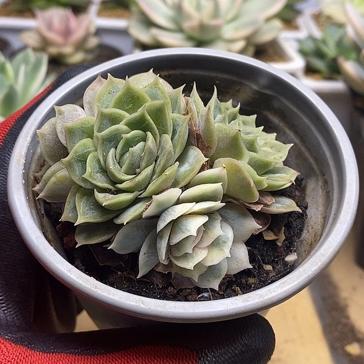 006昂斯诺锦锦锦锦