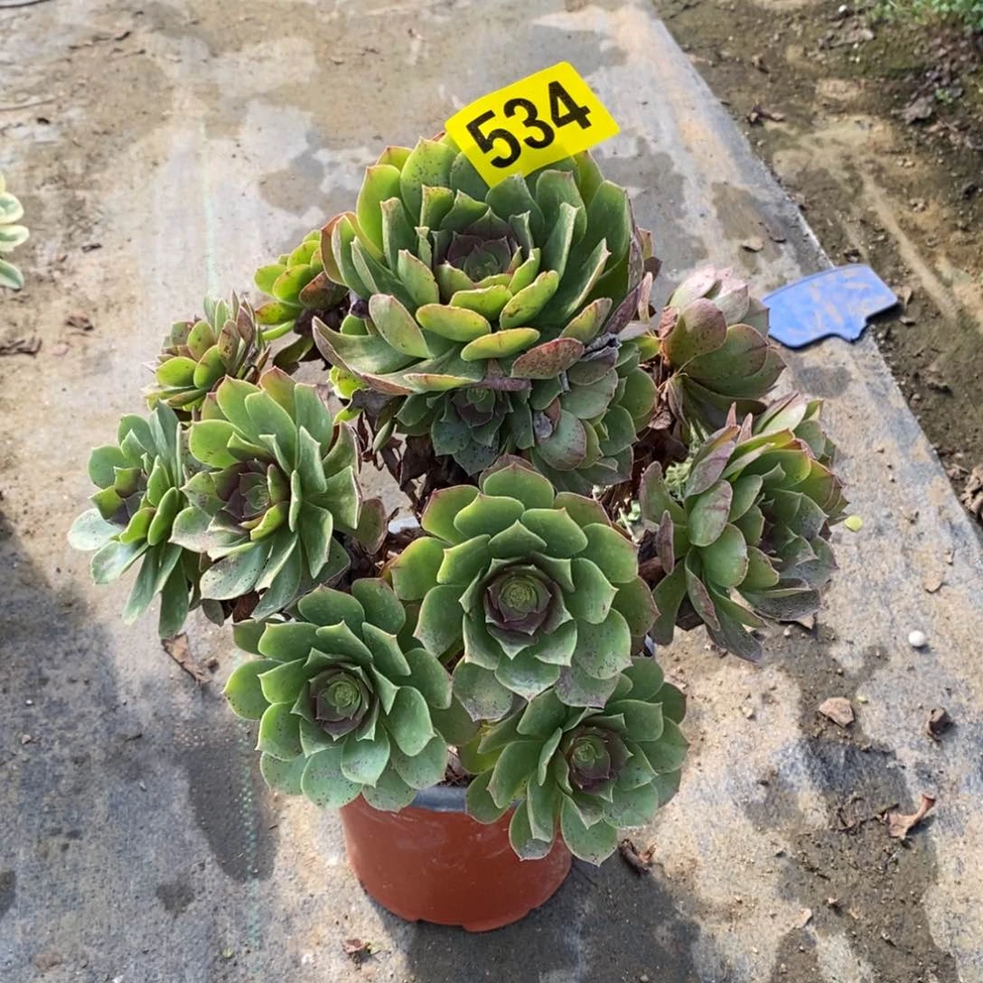 万圣节多肉法师534