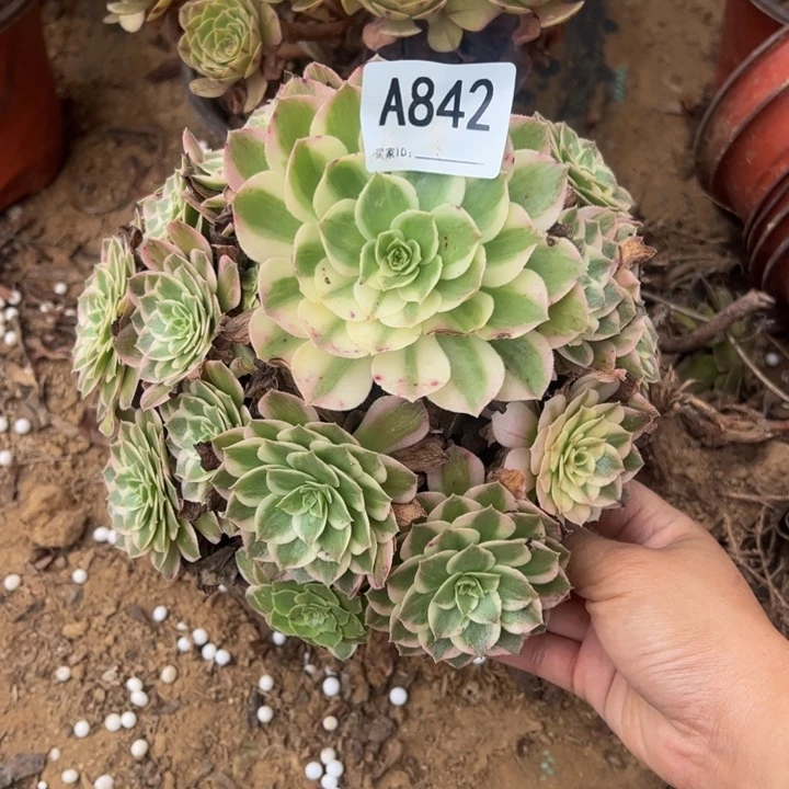 海王多肉植物842.