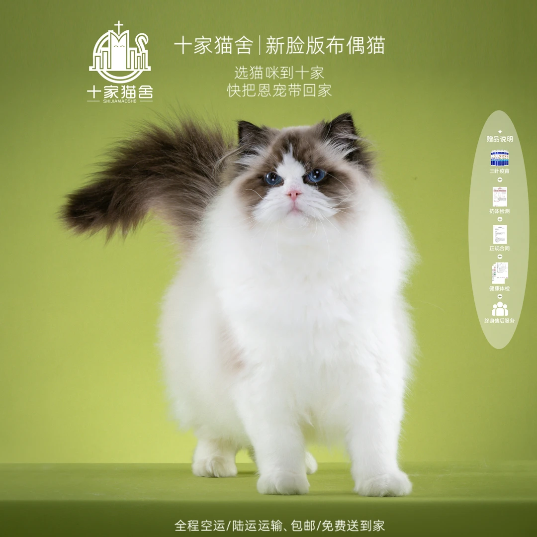 【十家猫舍】麒麟-弟弟 I新脸版布偶猫I猫咪活体