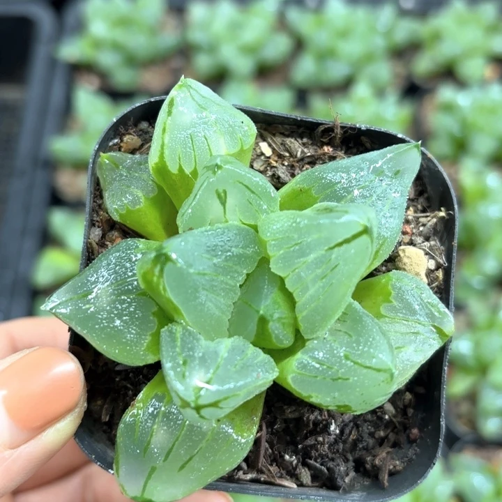 冰城寿多肉植物哈