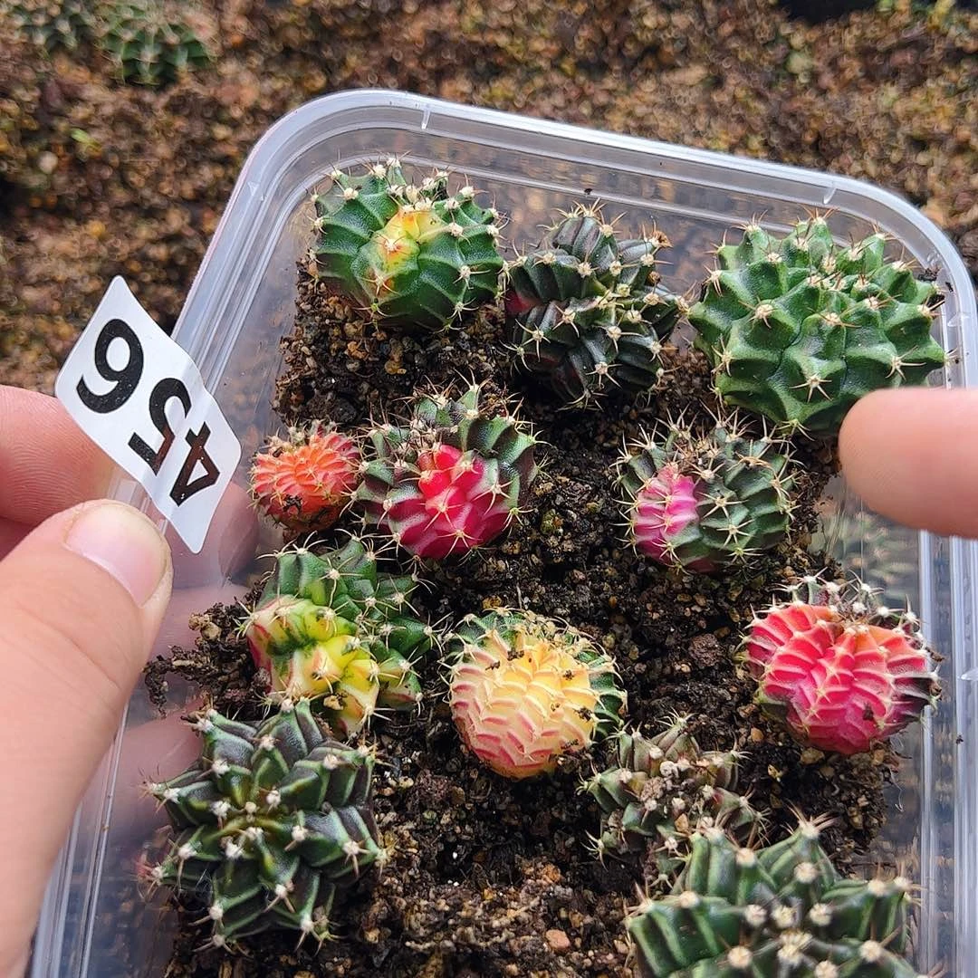 当前无花栽培后可以开花456
