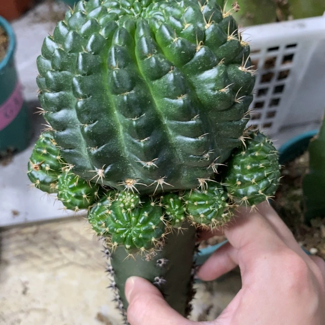 新品丽花夏路特群生母本