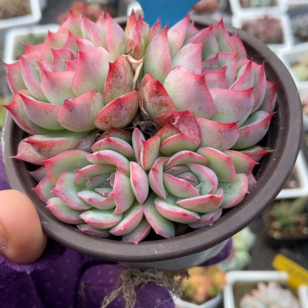 039侧影多肉植物多肉