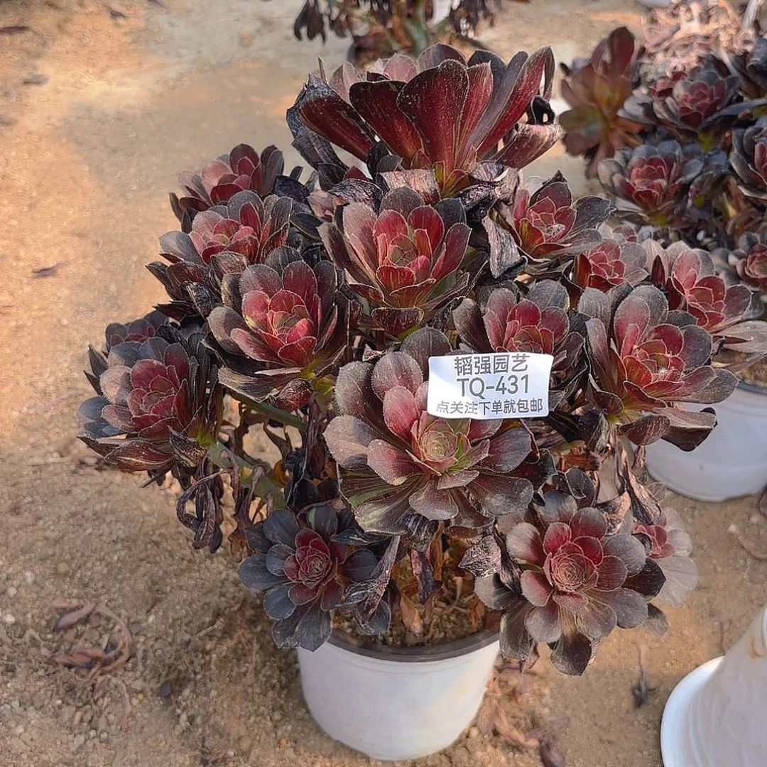 花无缺多肉植物上431