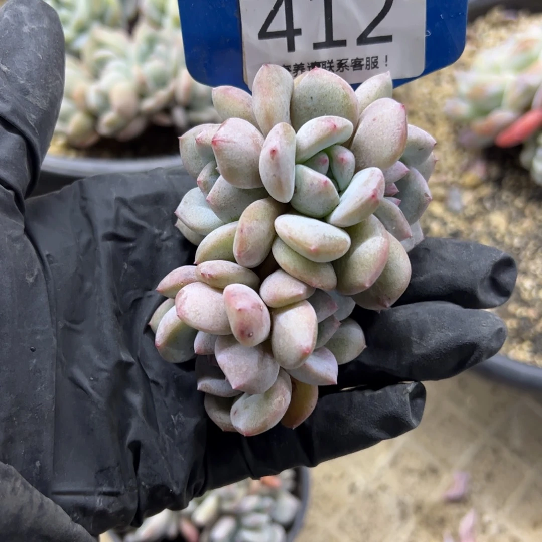 红陶树*412号多肉植物