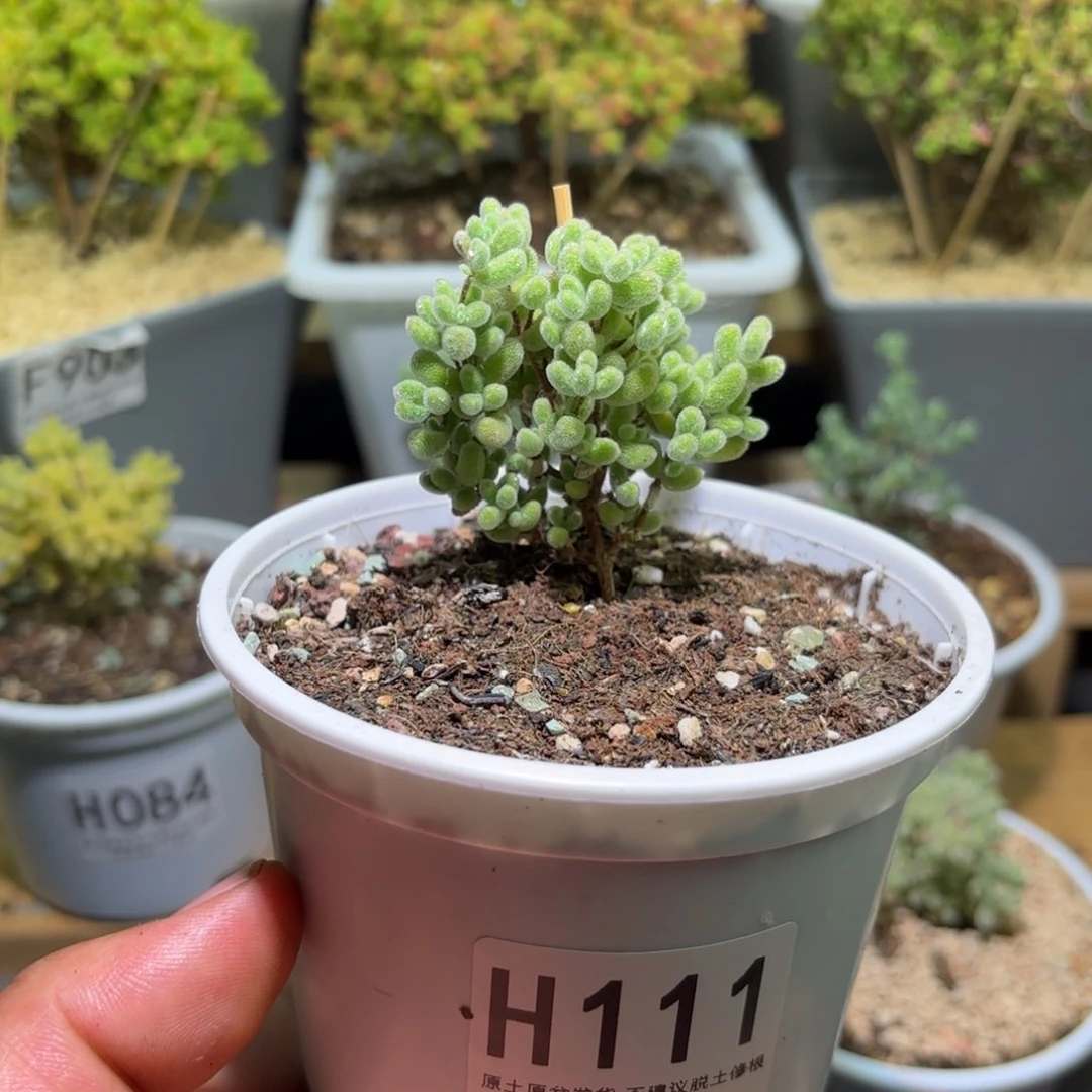 1块钱秒杀需要凑单H111