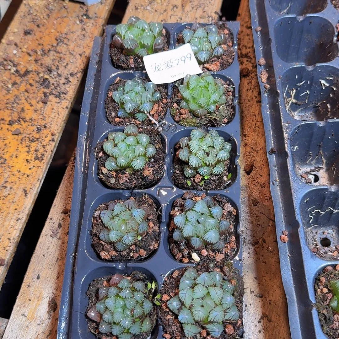 直播福利一物一拍299
