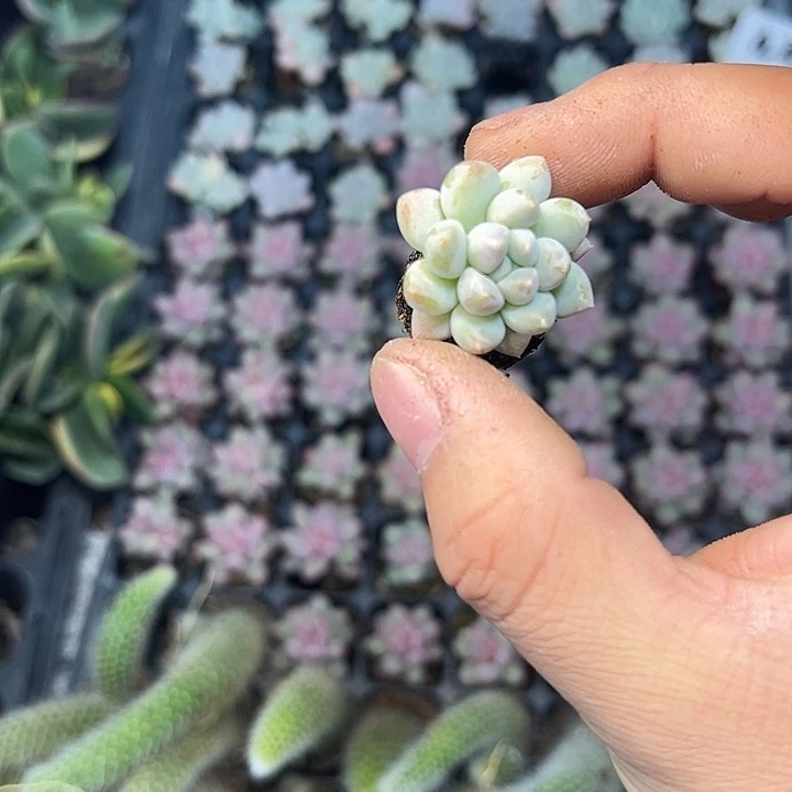 明珠 满10颗包邮