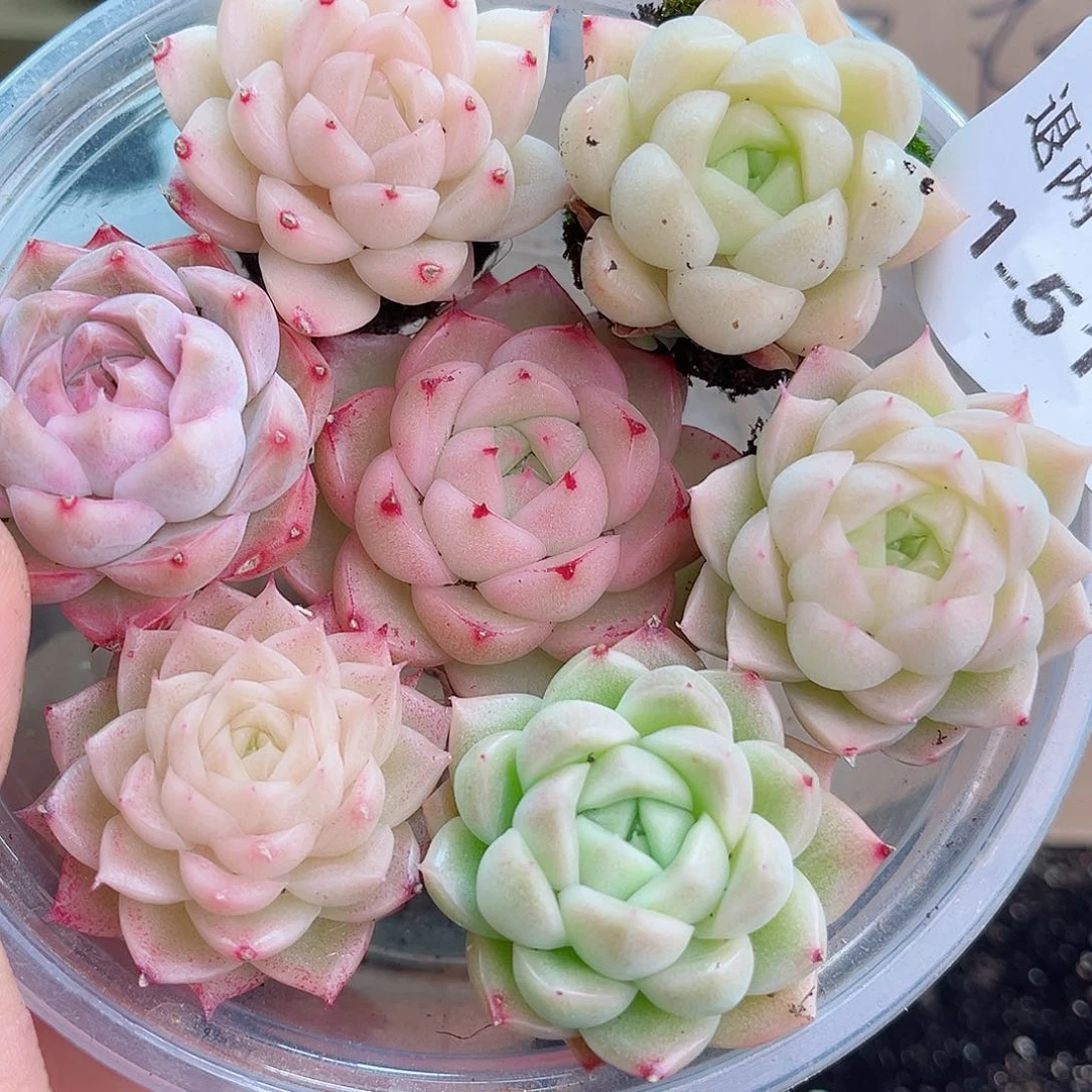 1-511 新疆西藏内蒙不发12.8包邮2-3公分多肉