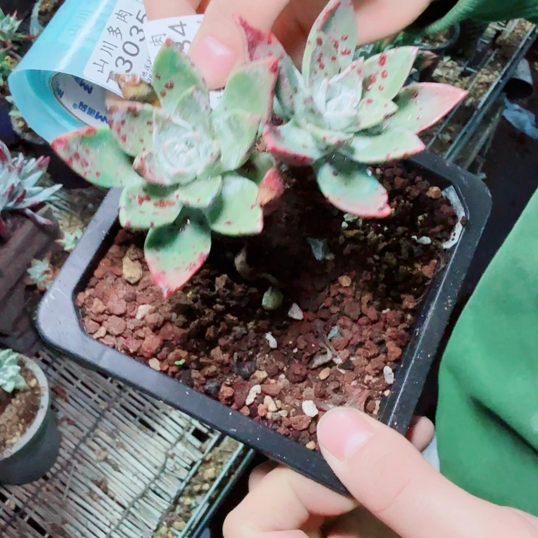 3034坎迪达苹果叶多肉