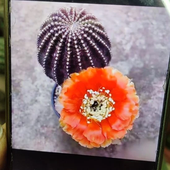 仙人球丽花娜米娜侧芽