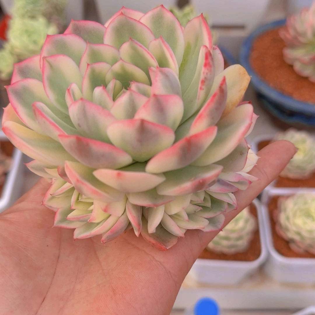 韩水晶锦多肉植物