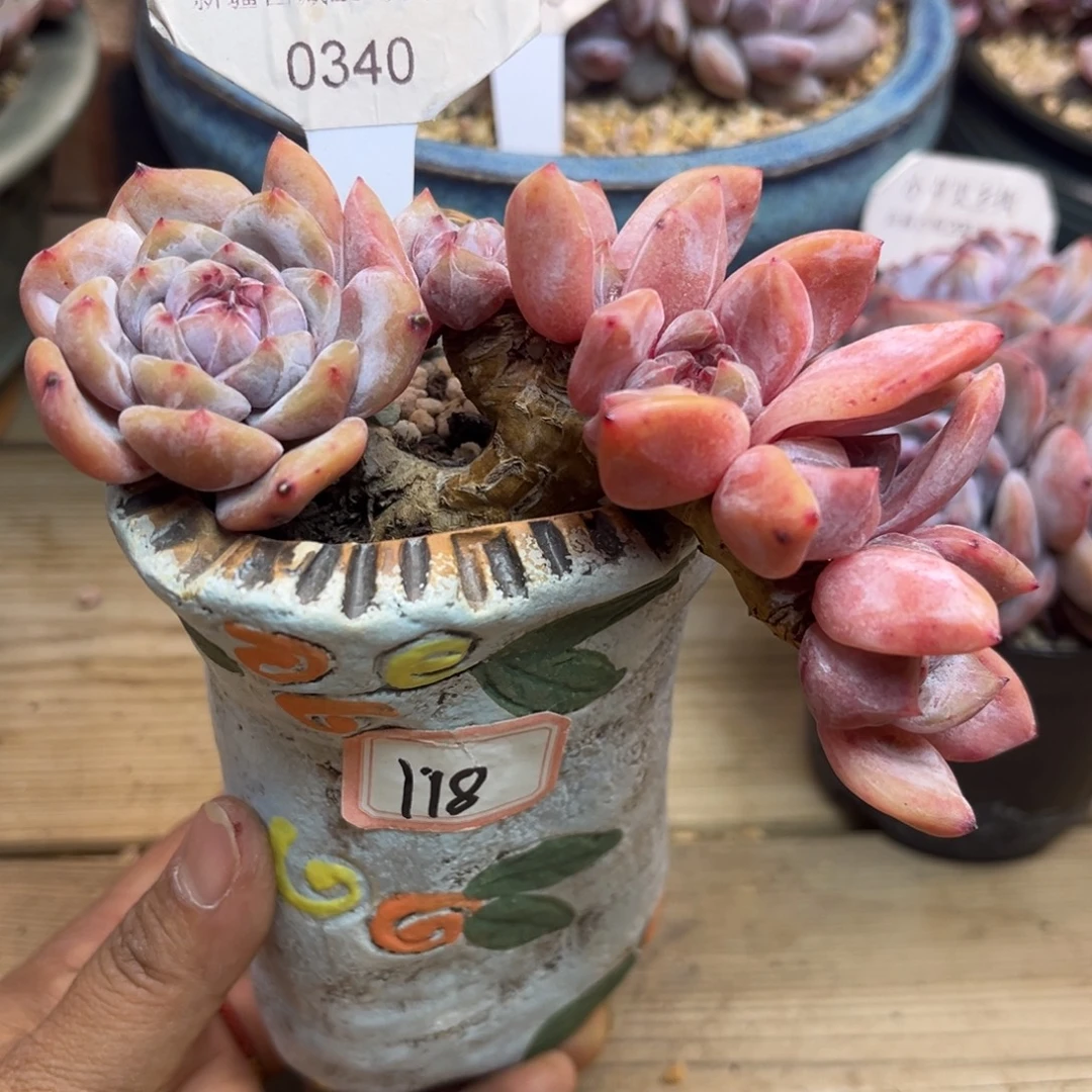 缀化340/12cm6头多肉