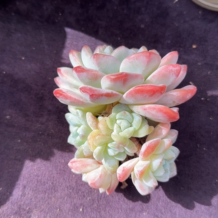 12厘米左右一物一拍的