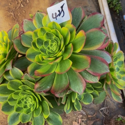 奶白多肉植物一物一拍425多肉